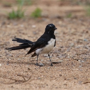 Rhipidura leucophrys at Bonython, ACT - 8 Feb 2025 by RodDeb