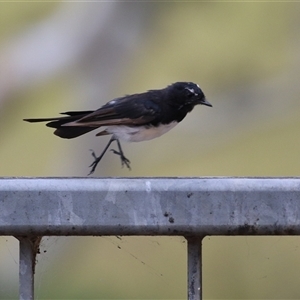 Rhipidura leucophrys at Bonython, ACT - 8 Feb 2025 12:09 PM