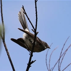 Rhipidura albiscapa (Grey Fantail) at Bonython, ACT - 8 Feb 2025 by RodDeb