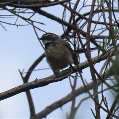 Rhipidura albiscapa at Bonython, ACT - 8 Feb 2025 12:44 PM