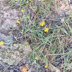 Chrysocephalum apiculatum (Common Everlasting) at Gordon, ACT - 6 Feb 2025 by LyndalT