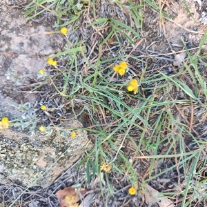 Chrysocephalum apiculatum (Common Everlasting) at Gordon, ACT - 6 Feb 2025 by LyndalT