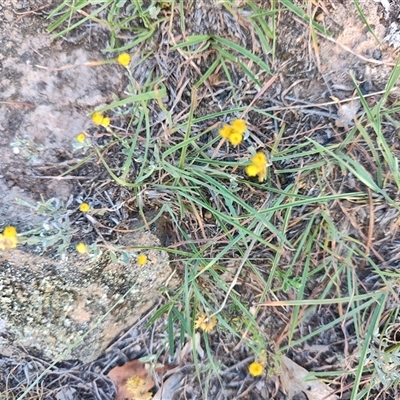 Chrysocephalum apiculatum (Common Everlasting) at Gordon, ACT - 6 Feb 2025 by LyndalT