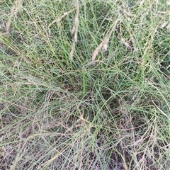 Eragrostis curvula (African Lovegrass) at Gordon, ACT - 6 Feb 2025 by LyndalT