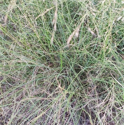 Eragrostis curvula (African Lovegrass) at Gordon, ACT - 6 Feb 2025 by LyndalT