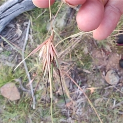 Themeda triandra (Kangaroo Grass) at Monash, ACT - 6 Feb 2025 by LyndalT