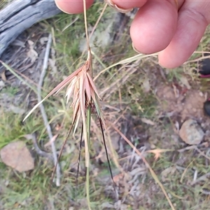 Themeda triandra at Gordon, ACT - 6 Feb 2025 07:40 PM