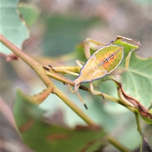 Amorbus sp. (genus) at Greenleigh, NSW - Today by Zoed