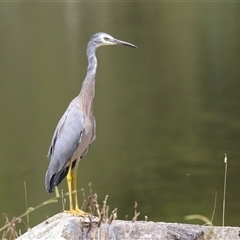 Egretta novaehollandiae (White-faced Heron) at Bonython, ACT - 8 Feb 2025 by RodDeb