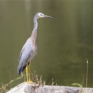 Egretta novaehollandiae at Bonython, ACT - 8 Feb 2025 by RodDeb