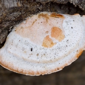 Trametes coccinea at Bruce, ACT - 22 Nov 2024 04:35 PM