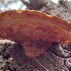 Trametes coccinea at Bruce, ACT - 22 Nov 2024 04:35 PM