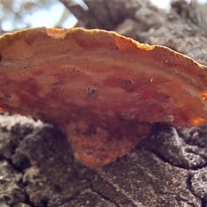 Trametes coccinea at Bruce, ACT - 22 Nov 2024 04:35 PM