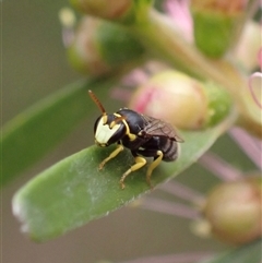 Hylaeus (Gnathoprosopis) euxanthus (Plasterer bee) at Murrumbateman, NSW - 8 Feb 2025 by SimoneC