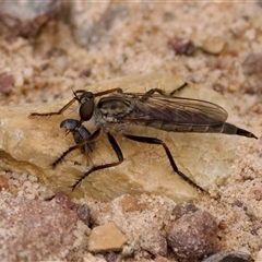 Asilinae sp. (subfamily) at Bruce, ACT - 22 Nov 2024 by KorinneM