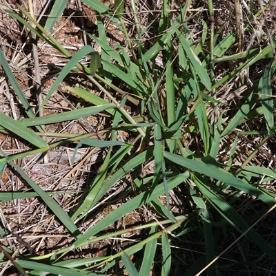 Eragrostis cilianensis (Stinkgrass) at Bredbo, NSW - 6 Feb 2025 by JediNME