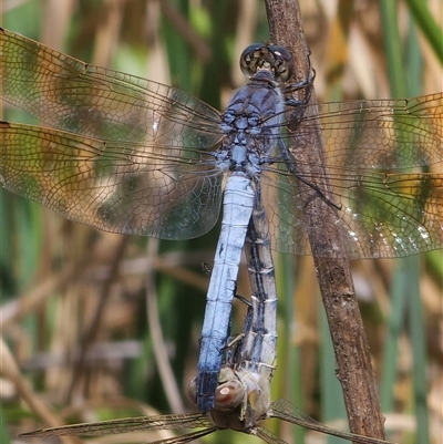 Orthetrum caledonicum (Blue Skimmer) at Harrison, ACT - 5 Feb 2025 by JediNME