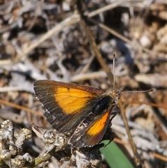 Lucia limbaria (Chequered Copper) at Bredbo, NSW - 6 Feb 2025 by JediNME