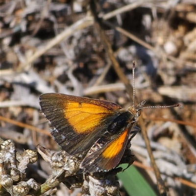 Lucia limbaria (Chequered Copper) at Bredbo, NSW - 6 Feb 2025 by JediNME