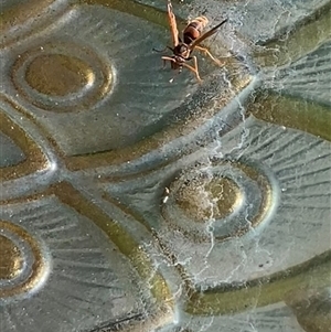 Polistes (Polistella) humilis at Theodore, ACT - 6 Feb 2025 04:30 PM