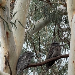 Podargus strigoides (Tawny Frogmouth) at Hackett, ACT - 8 Feb 2025 by Louisab