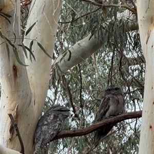 Podargus strigoides at Hackett, ACT - 8 Feb 2025 03:10 PM