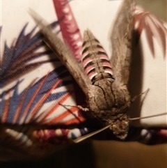 Agrius convolvuli (Convolvulus Hawk Moth) at Ainslie, ACT - 8 Feb 2025 by Jeanette