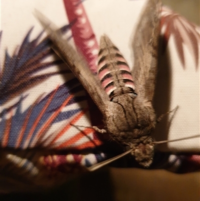 Agrius convolvuli (Convolvulus Hawk Moth) at Ainslie, ACT - 8 Feb 2025 by Jeanette