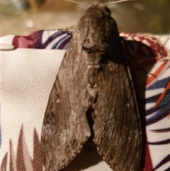 Agrius convolvuli at Ainslie, ACT - 8 Feb 2025 09:25 PM