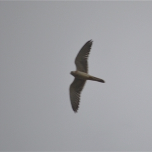 Falco cenchroides at Jamberoo, NSW - 8 Feb 2025 10:28 PM