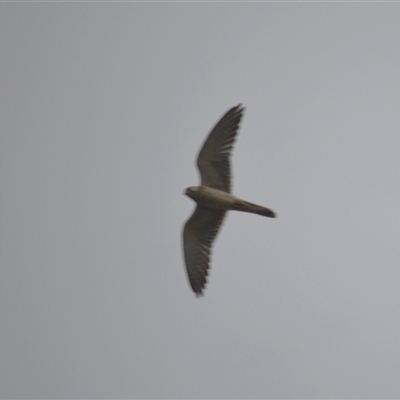 Falco cenchroides (Nankeen Kestrel) at Jamberoo, NSW - 8 Feb 2025 by plants