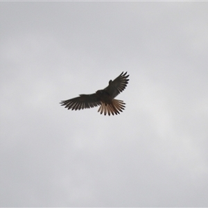 Falco cenchroides at Jamberoo, NSW - 8 Feb 2025 10:28 PM