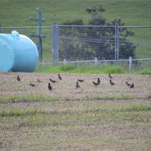 Acridotheres tristis (Common Myna) at Jamberoo, NSW - 8 Feb 2025 by plants