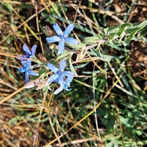 Oxypetalum coeruleum (Tweedia or Southern Star) at Chapman, ACT - 8 Feb 2025 by BethanyDunne