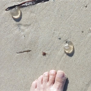 Unidentified Marine Alga & Seaweed at Pambula Beach, NSW - 3 Feb 2025 by GirtsO