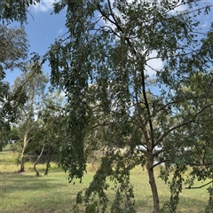 Ulmus parvifolia (Chinese Elm) at Amaroo, ACT - 8 Feb 2025 by Hejor1