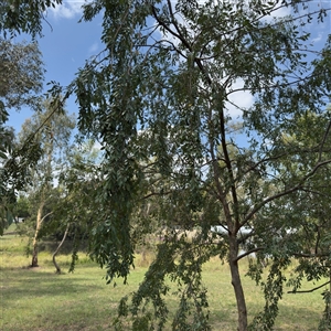 Ulmus sp. at Amaroo, ACT - Yesterday by Hejor1