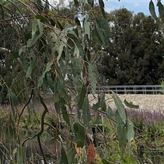 Eucalyptus sp. (A Gum Tree) at Amaroo, ACT - 8 Feb 2025 by Hejor1