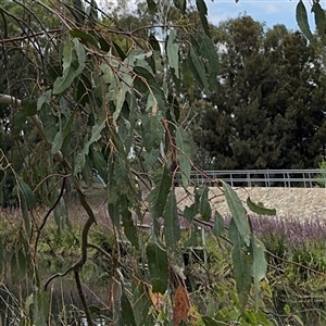 Eucalyptus sp. at Amaroo, ACT - 8 Feb 2025 by Hejor1