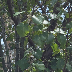 Pyrus sp. at Amaroo, ACT - 8 Feb 2025 01:38 PM