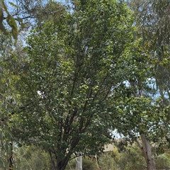 Pyrus sp. at Amaroo, ACT - 8 Feb 2025 01:38 PM