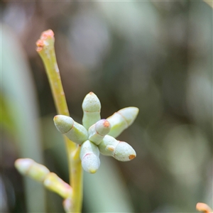 Eucalyptus globulus subsp. bicostata at Amaroo, ACT - 8 Feb 2025 by Hejor1