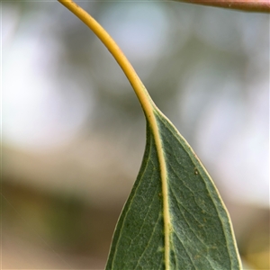 Eucalyptus sp. at Amaroo, ACT - 8 Feb 2025 11:39 AM