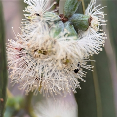 Eucalyptus sp. at Amaroo, ACT - 8 Feb 2025 11:39 AM