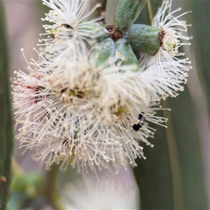 Eucalyptus sp. at Amaroo, ACT - 8 Feb 2025 11:39 AM