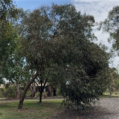 Eucalyptus sp. at Amaroo, ACT - 8 Feb 2025 11:39 AM