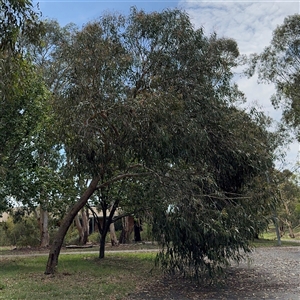 Eucalyptus sp. at Amaroo, ACT - 8 Feb 2025 11:39 AM