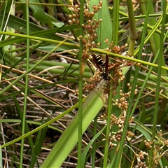 Juncus sp. (A Rush) at Amaroo, ACT - 8 Feb 2025 by Hejor1