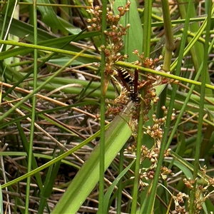 Juncus usitatus at Amaroo, ACT - 8 Feb 2025 by Hejor1