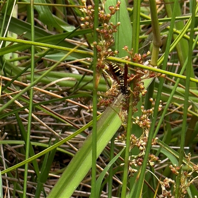 Juncus sp. (A Rush) at Amaroo, ACT - 8 Feb 2025 by Hejor1